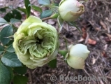 Lovely Green ® Lovely Green ®