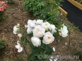 Desdemona Desdemona