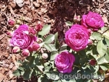 Heidi Klum Rose Heidi Klum Rose