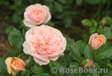 Garden of Roses Garden of Roses