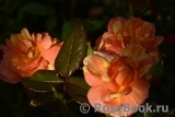 Rose La Rose des Impressionnistes Rose La Rose des Impressionnistes