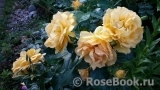 Bernstein-Rose Bernstein-Rose