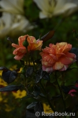 Rose La Rose des Impressionnistes Rose La Rose des Impressionnistes