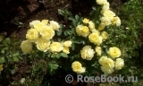 Golden Border Golden Border