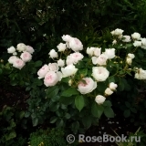 Herzogin Christiana ® Herzogin Christiana ®