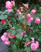 Pomponella Pomponella