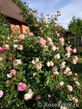 Abraham Darby Abraham Darby