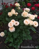 Peach Avalanche+ Peach Avalanche+