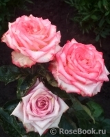 Blush Blush