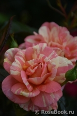 Rose La Rose des Impressionnistes Rose La Rose des Impressionnistes