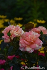 Rose La Rose des Impressionnistes Rose La Rose des Impressionnistes