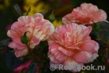 Rose La Rose des Impressionnistes Rose La Rose des Impressionnistes
