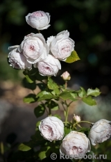 Herzogin Christiana ® Herzogin Christiana ®