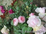Olivia Rose Austin Olivia Rose Austin