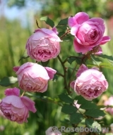 Alan Titchmarsh Alan Titchmarsh