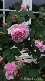Rose de Montmeillant Rose de Montmeillant