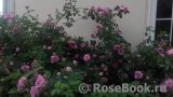 Rose de Montmeillant Rose de Montmeillant