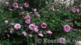 Rose de Montmeillant Rose de Montmeillant