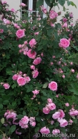 Rose de Montmeillant Rose de Montmeillant