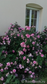 Rose de Montmeillant Rose de Montmeillant