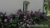 Rose de Montmeillant Rose de Montmeillant