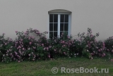Rose de Montmeillant Rose de Montmeillant