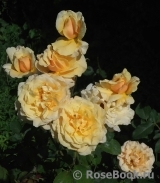 Caramella Caramella