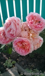 Abraham Darby Abraham Darby