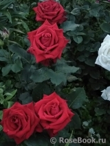 Lovely Red Lovely Red