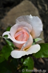 Chandos Beauty Chandos Beauty