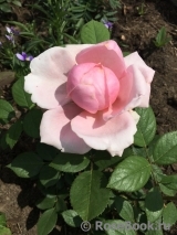 Brother Cadfael Brother Cadfael