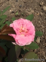 Prairie Joy Prairie Joy