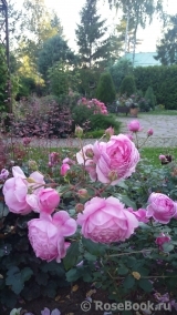 Alan Titchmarsh Alan Titchmarsh