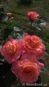 Augusta Luise Augusta Luise