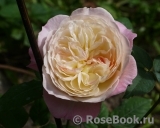 Constance Constance