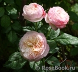 Constance Constance