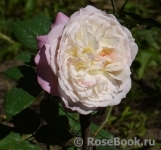 Constance Constance