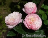 Constance Constance