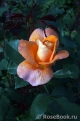 Rosemary Harkness Rosemary Harkness