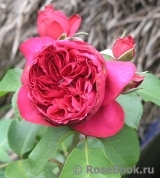 Ruban Rouge Ruban Rouge