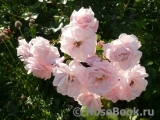 Aspirin Rose Aspirin Rose