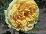 Golden Celebration® Golden Celebration®