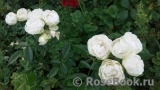 Witte Koster Witte Koster