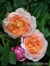 Abraham Darby Abraham Darby