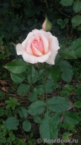 Fragrant Apricot Fragrant Apricot