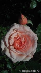 Fragrant Apricot Fragrant Apricot