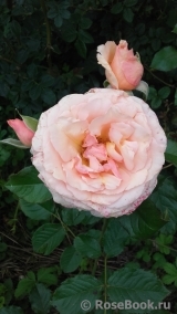 Fragrant Apricot Fragrant Apricot