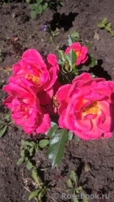 Melusina Melusina