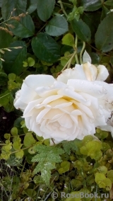 White Meidiland White Meidiland