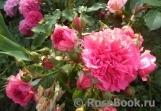 Rosarium Uetersen Rosarium Uetersen